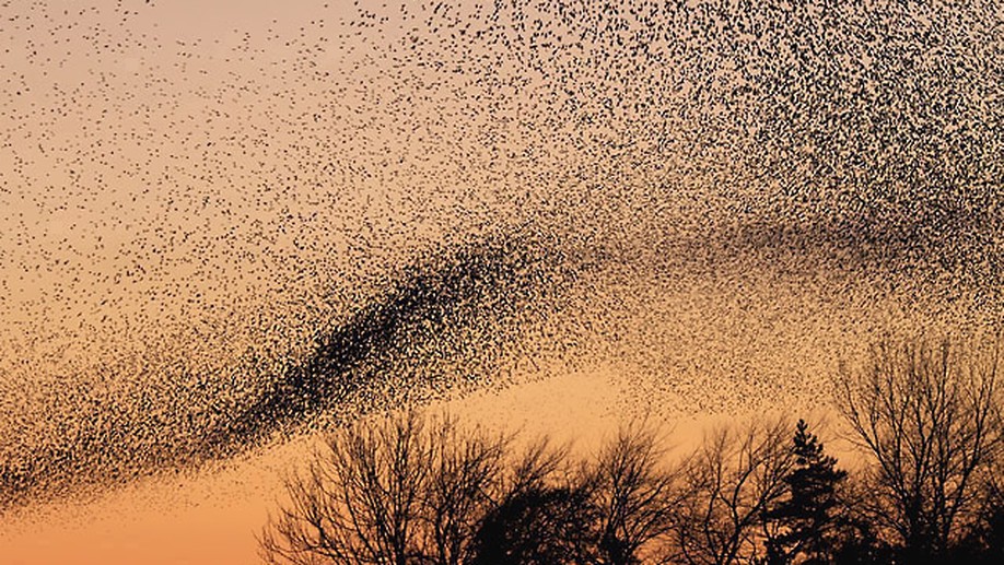 Entropy Production in Non-Equilibrium Neural Networks